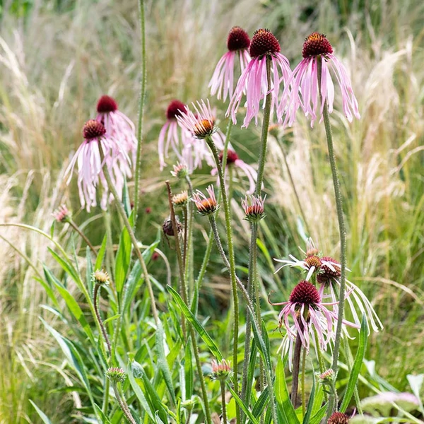 Echinacea pallida - Halvány kasvirág