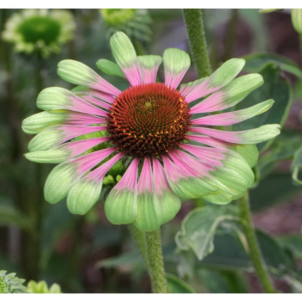 Echinacea purpurea 'Green Twister' - Bíbor kasvirág