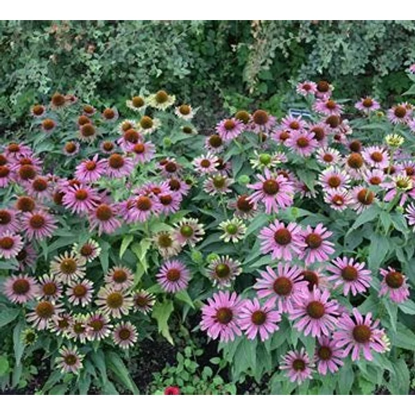 Echinacea purpurea 'Green Twister' - Bíbor kasvirág