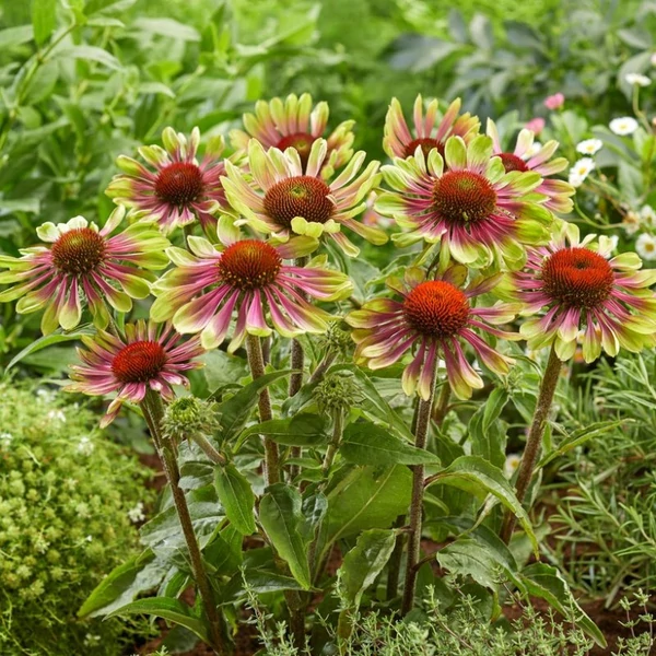 Echinacea purpurea 'Green Twister' - Bíbor kasvirág