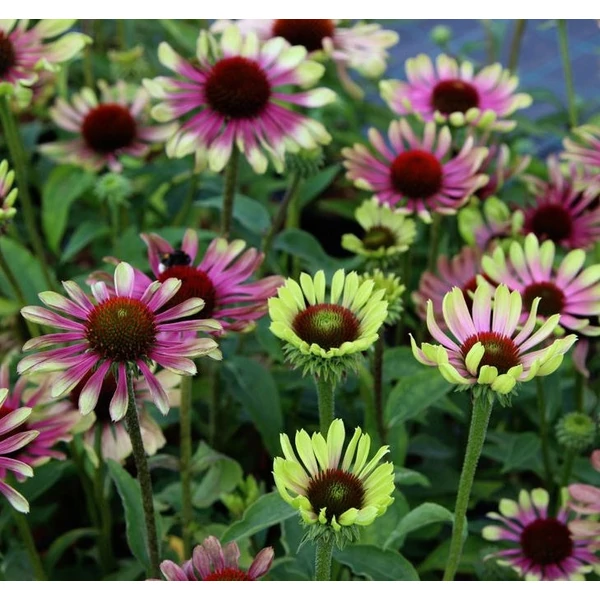 Echinacea purpurea 'Green Twister' - Bíbor kasvirág