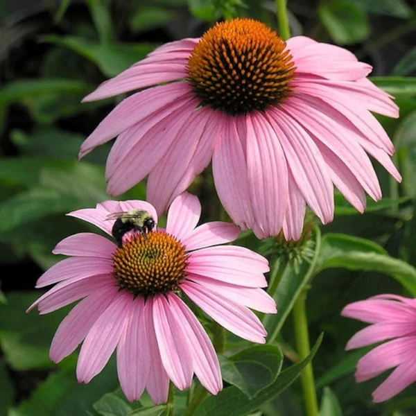 Echinacea purpurea 'Magnus' - Bíbor kasvirág