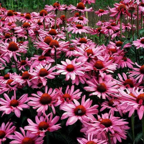 Echinacea purpurea 'Magnus' - Bíbor kasvirág
