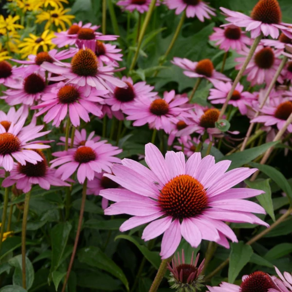 Echinacea purpurea 'Magnus' - Bíbor kasvirág