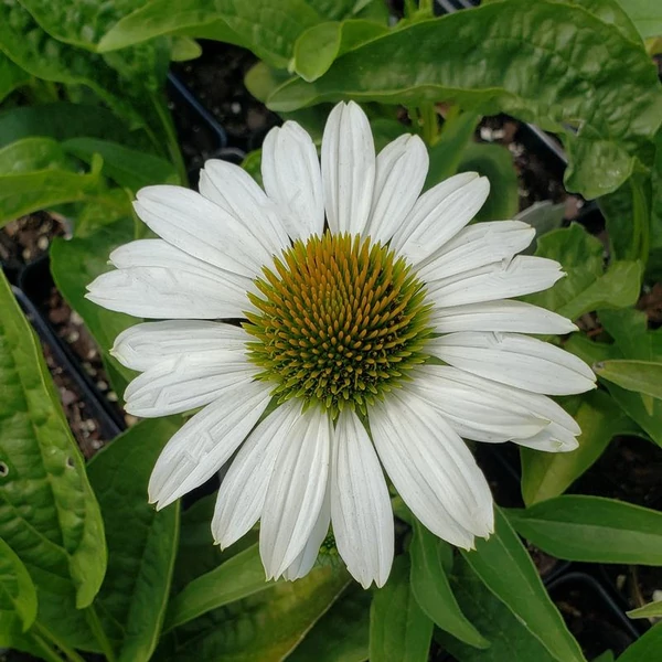 Echinacea purpurea 'Prairie Splendor Compact White' - Bíbor kasvirág