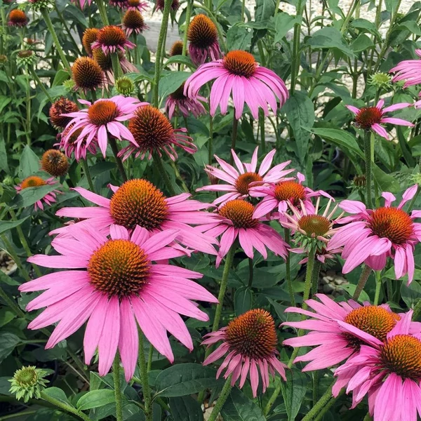Echinacea purpurea 'Prairie Splendor Deep Rose' - Bíbor kasvirág