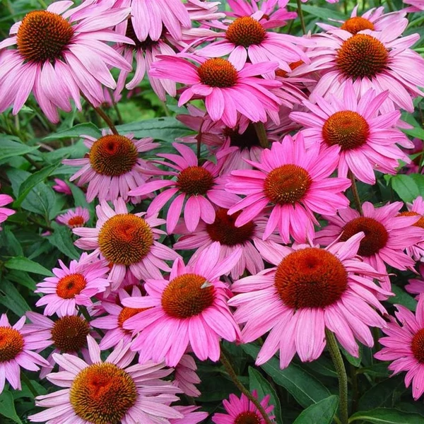 Echinacea purpurea 'Rubinstern' - Bíbor kasvirág
