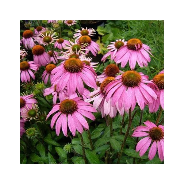 Echinacea purpurea 'Rubinstern' - Bíbor kasvirág