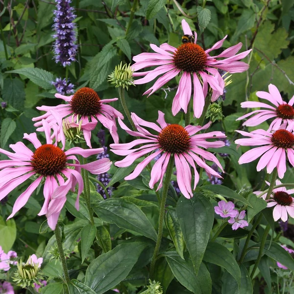 Echinacea purpurea 'Rubinstern' - Bíbor kasvirág