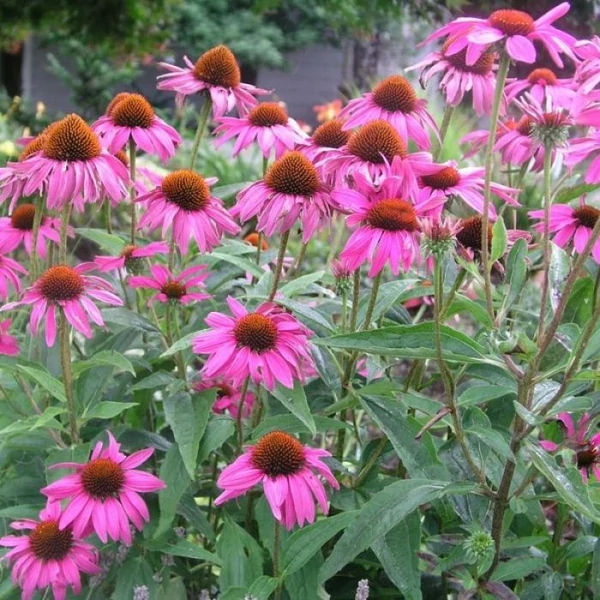 Echinacea purpurea 'Rubinstern' - Bíbor kasvirág