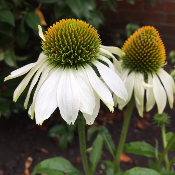 Echinacea purpurea 'White Swan' - Bíbor kasvirág