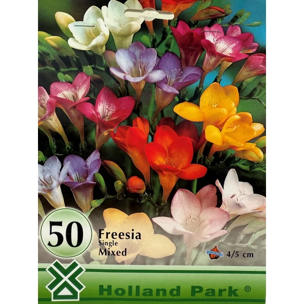 Freesia - Egyszerű virágú frézia, színkeverék, 50 db