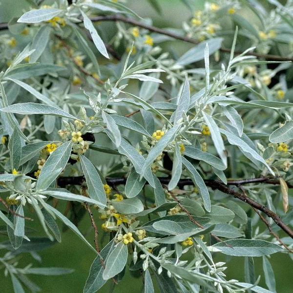Elaeagnus angustifolia - Keskenylevelű ezüstfa