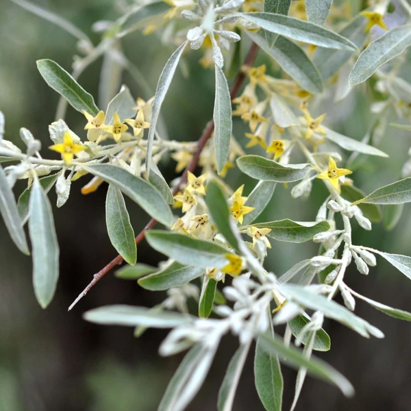 Elaeagnus angustifolia - Keskenylevelű ezüstfa