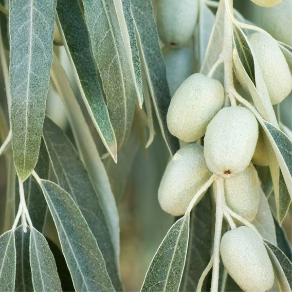 Elaeagnus angustifolia - Keskenylevelű ezüstfa