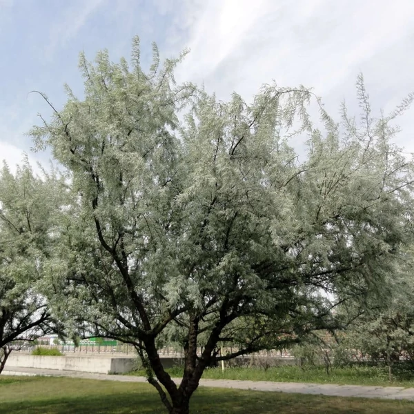 Elaeagnus angustifolia - Keskenylevelű ezüstfa