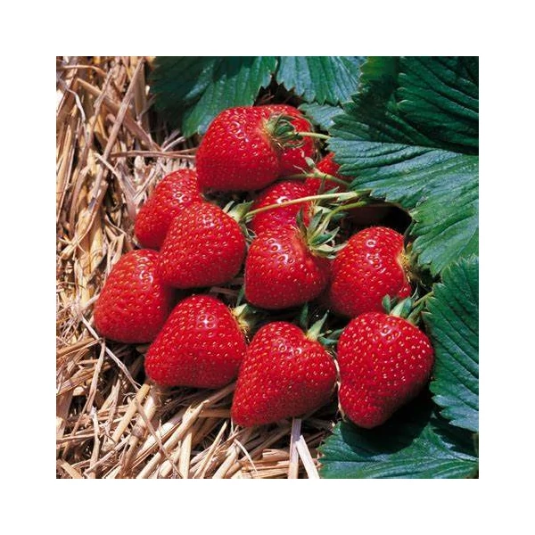 Fragaria 'Elsanta' - Eper palánta