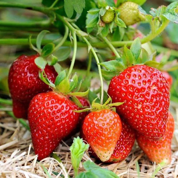 Fragaria 'Elsanta' - Eper palánta