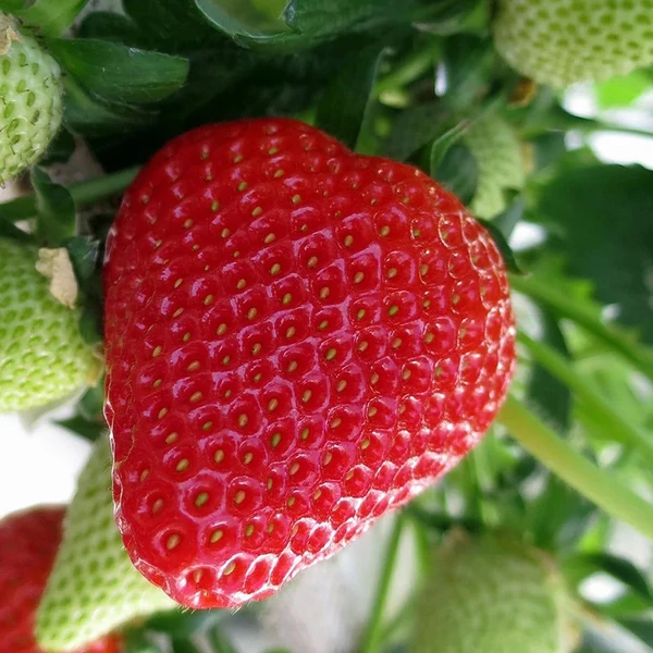 Fragaria 'Elsanta' - Eper palánta