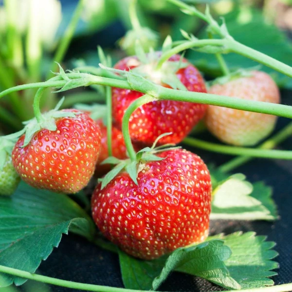 Fragaria 'Elsanta' - Eper palánta