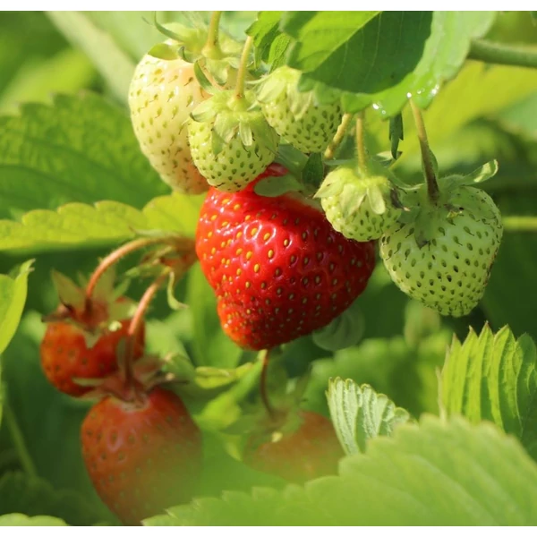 Fragaria 'Honeoye' - Eper palánta