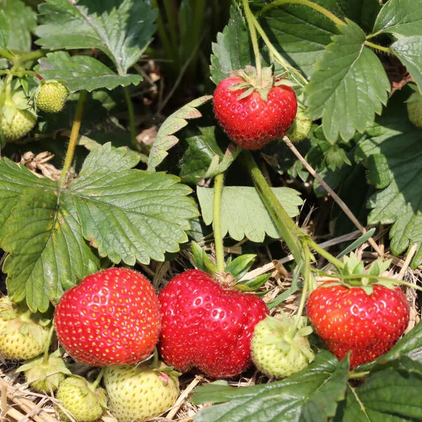 Fragaria 'Honeoye' - Eper palánta