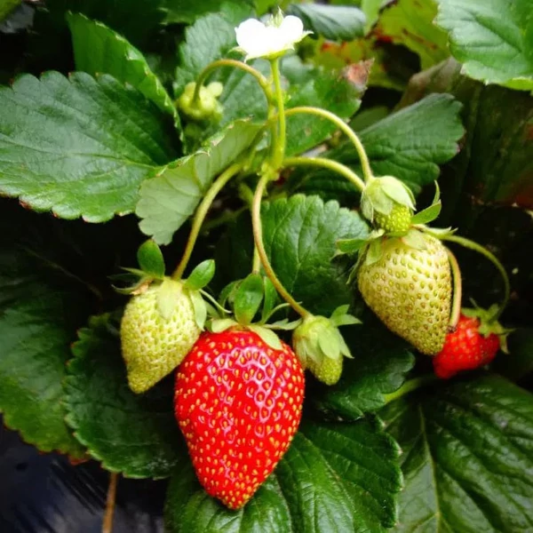 Fragaria 'Honeoye' - Eper palánta