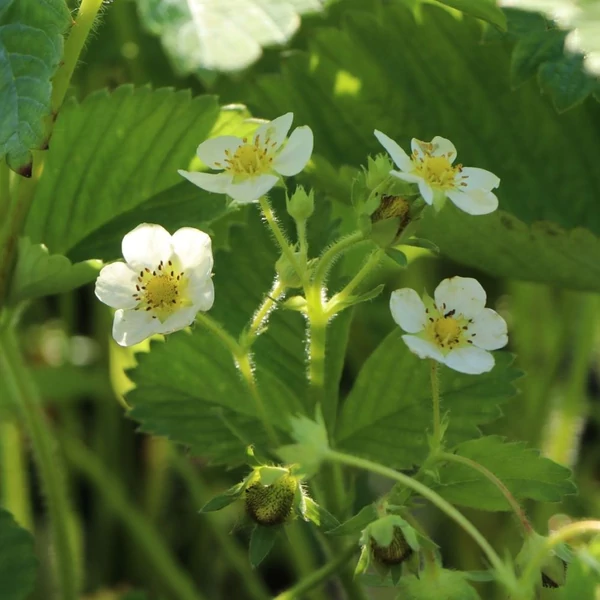 Fragaria 'Honeoye' - Eper palánta