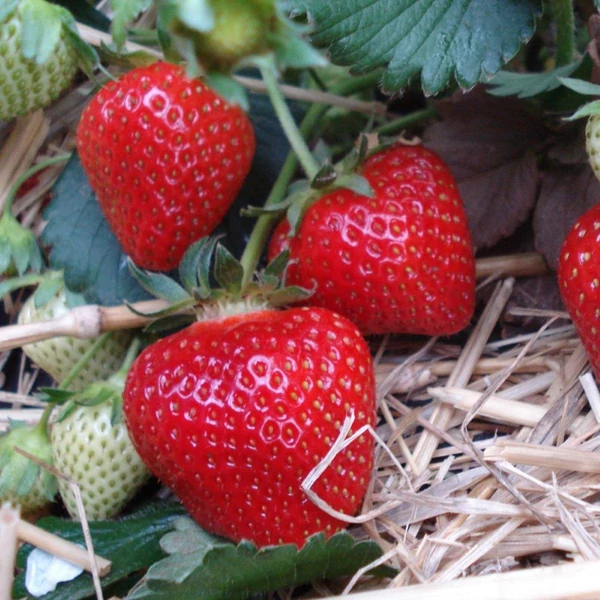 Fragaria 'Korona' - Eper palánta