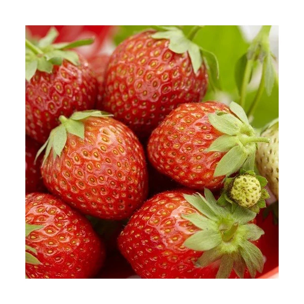 Fragaria 'Korona' - Eper palánta