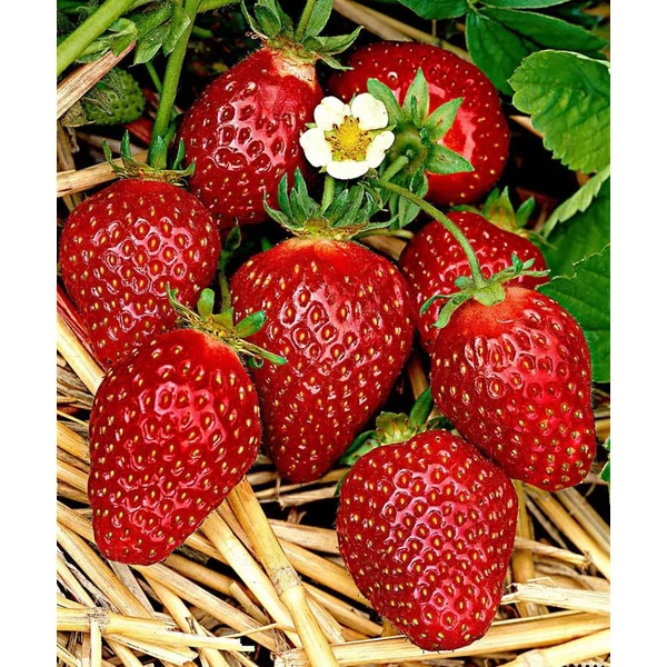 Fragaria 'Korona' - Eper palánta