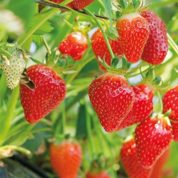 Fragaria 'Korona' - Eper palánta