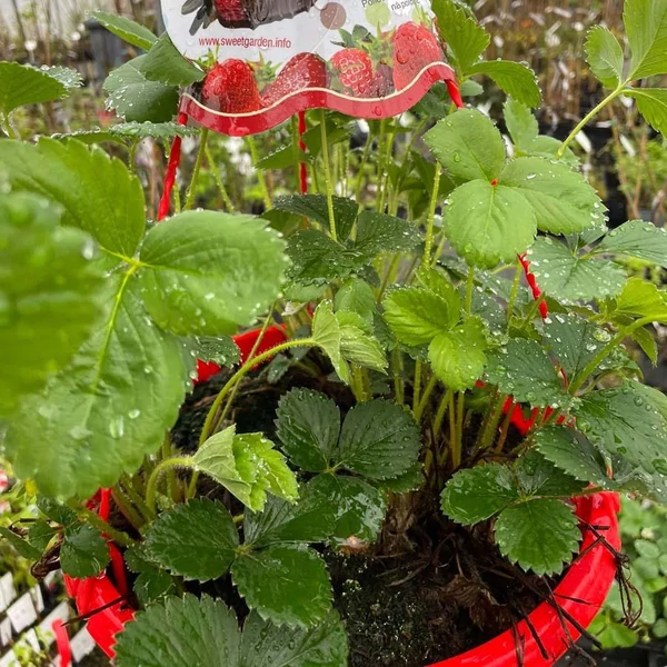 Fragaria 'Ostara' - Eper palánta