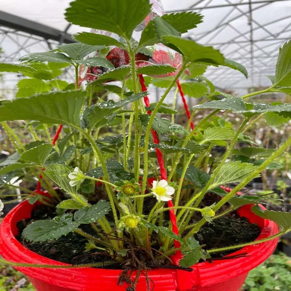 Fragaria 'Ostara' - Eper palánta