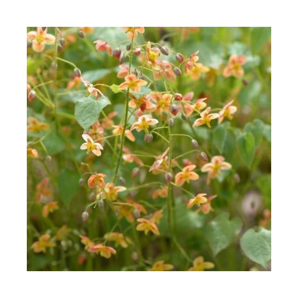 Epimedium 'Orangekönigin' - Tündérvirág