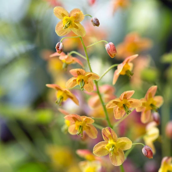 Epimedium 'Orangekönigin' - Tündérvirág