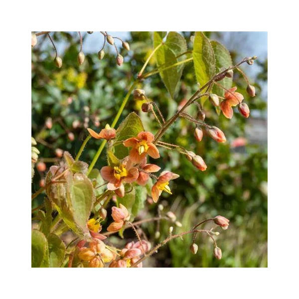 Epimedium 'Orangekönigin' - Tündérvirág