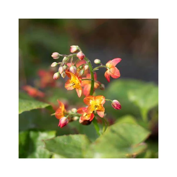 Epimedium 'Orangekönigin' - Tündérvirág