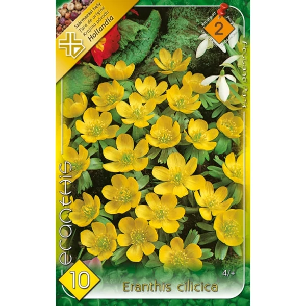 Eranthis cilicica - Téltemető