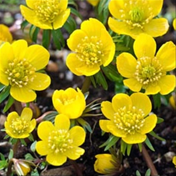 Eranthis cilicica - Téltemető