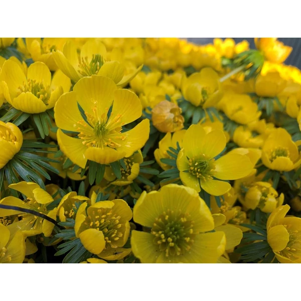 Eranthis cilicica - Téltemető