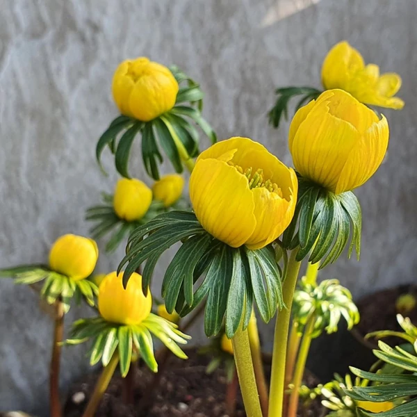 Eranthis cilicica - Téltemető