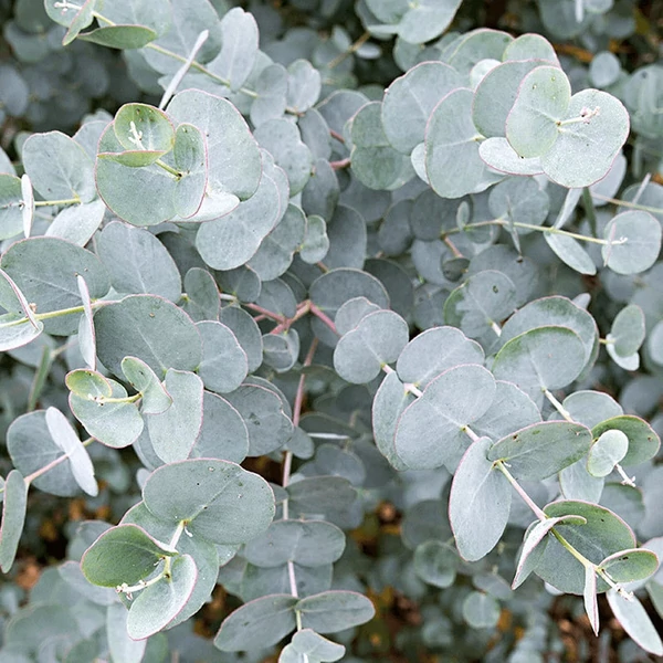 Eucalyptus gunnii - Tasmaniai havasi eukaliptusz