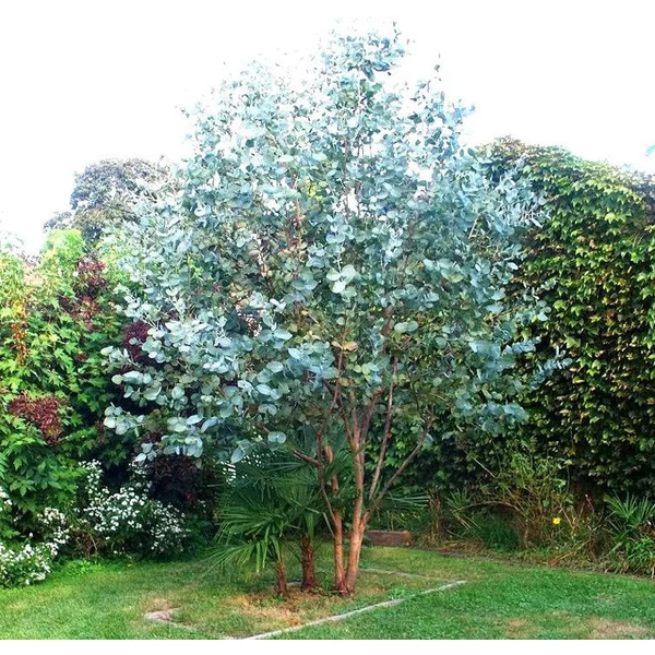 Eucalyptus gunnii - Tasmaniai havasi eukaliptusz