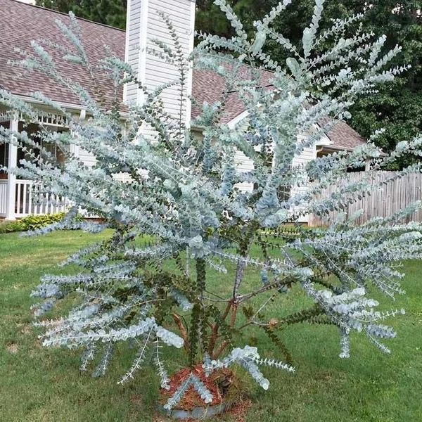 Eucalyptus gunnii 'Silver Dollar' - Nagylevelű havasi eukaliptusz