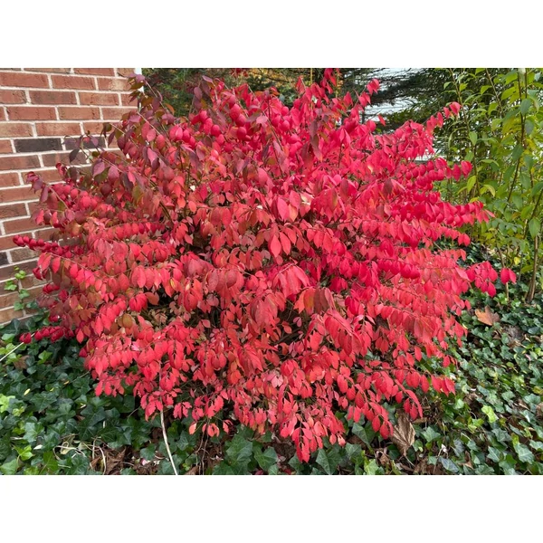 Euonymus alatus - Szárnyas kecskerágó