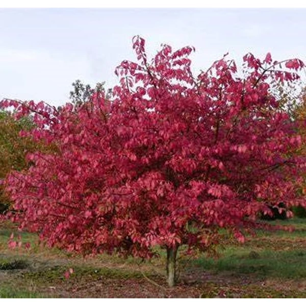 Euonymus alatus - Szárnyas kecskerágó