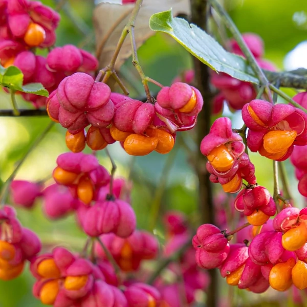 Euonymus alatus - Szárnyas kecskerágó