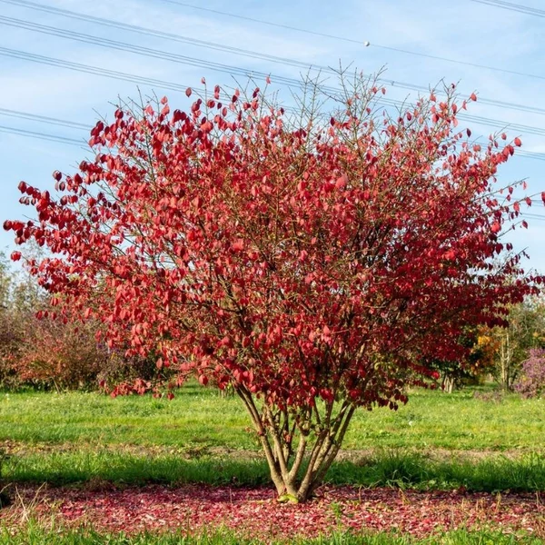 Euonymus alatus 'Compactus' - Szárnyas kecskerágó