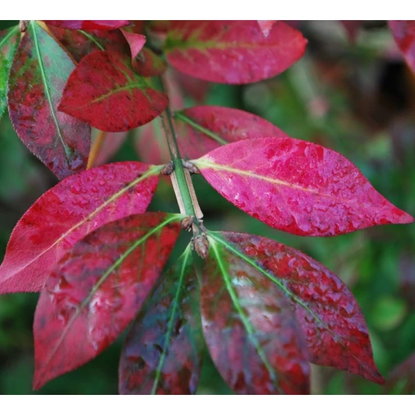Euonymus alatus 'Compactus' - Szárnyas kecskerágó
